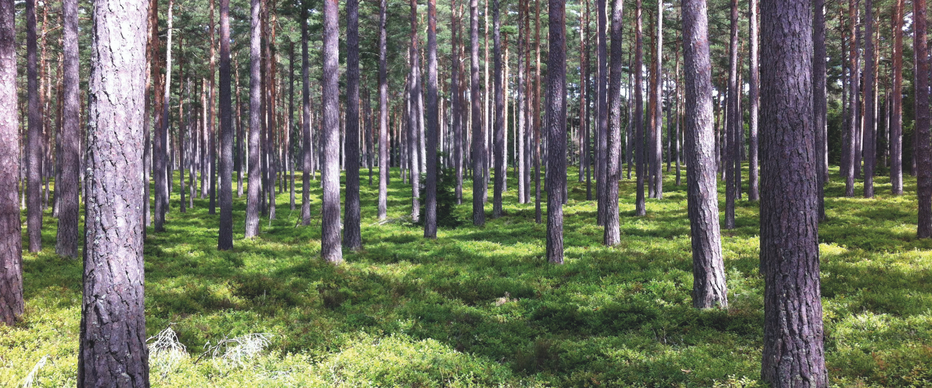 Gradvis - Skogen i ett förändrat klimat